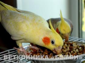 Кормление средних зерноядных попугаев