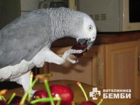 Овощи и фрукты для попугаев