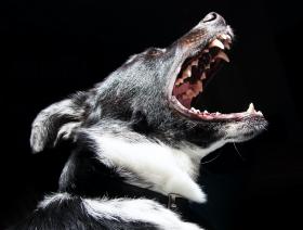 Бешенство после укуса собаки: симптомы, лечение и профилактика