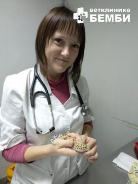 Пятнистый эублефар (геккон) на приеме у герпетолога