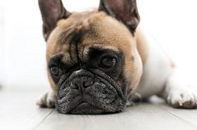 Гепатит у собак