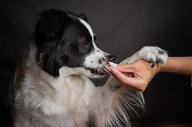 Изменены правила назначения лекарственных препаратов в ветеринарии