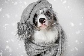 Как уберечь свою собаку в зимний период от болезней