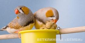 Кормление мелких попугаев
