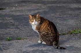 Лишай у животных