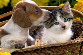 Ожидается национальный стандарт по заболеваниям кошек и собак в России