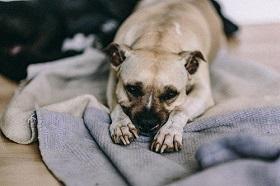 Рвота у собак