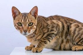 Стерилизация кошек без швов и попоны!