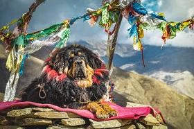 Тибетских мастифов будут тестировать на наличие гипофизарной карликовости