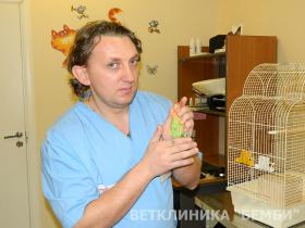 Полиурия и полидипсия у птиц
