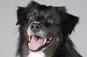 Ветеринары из Новосибирска запатентовали метод 3D-протезирования животных