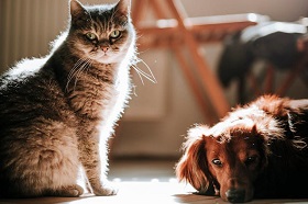 Блошиная инвазия у животных