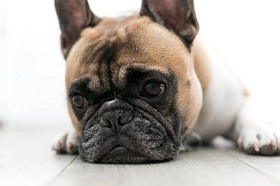 Гепатит у собак