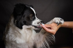 Изменены правила назначения лекарственных препаратов в ветеринарии