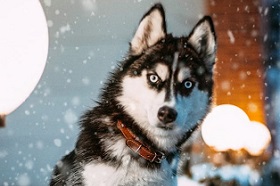 Как уберечь свою собаку в зимний период от болезней