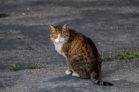 Лишай у животных