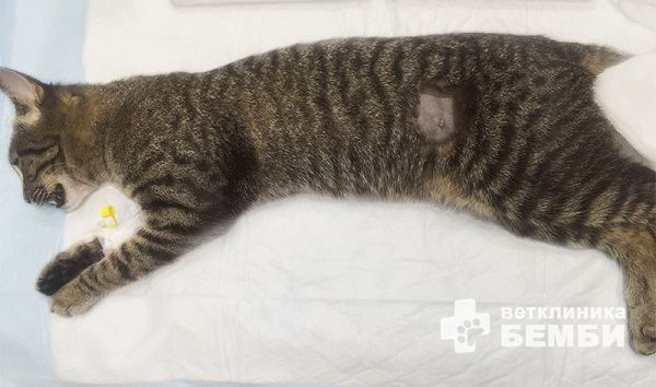 Стерилизация кошки – фото 2