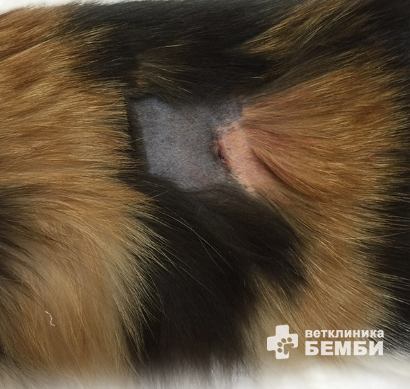 Швы после стерилизации кошки – фото 2