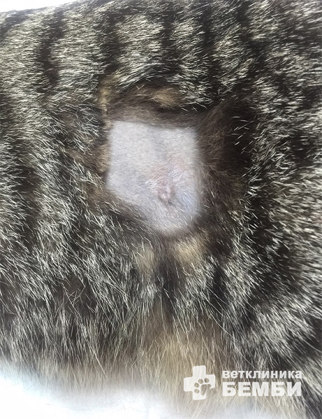 Швы после стерилизации кошки – фото 3