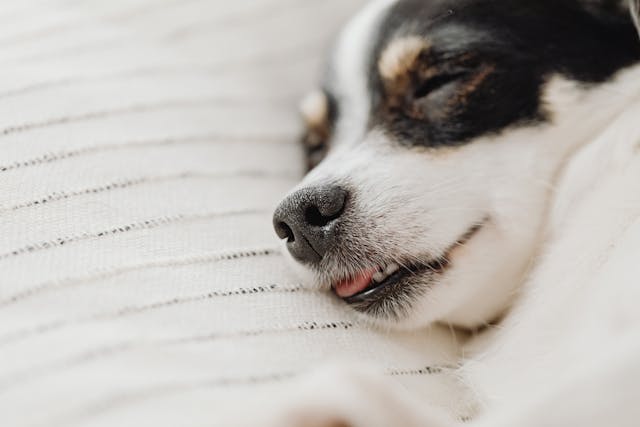 Насморк у собак