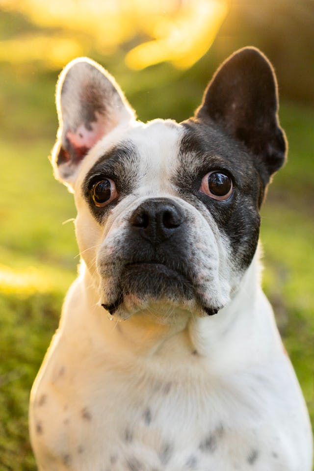 Насморк у собак