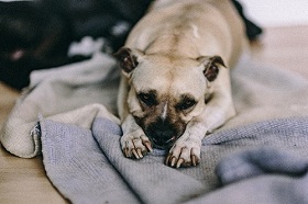 Рвота у собак