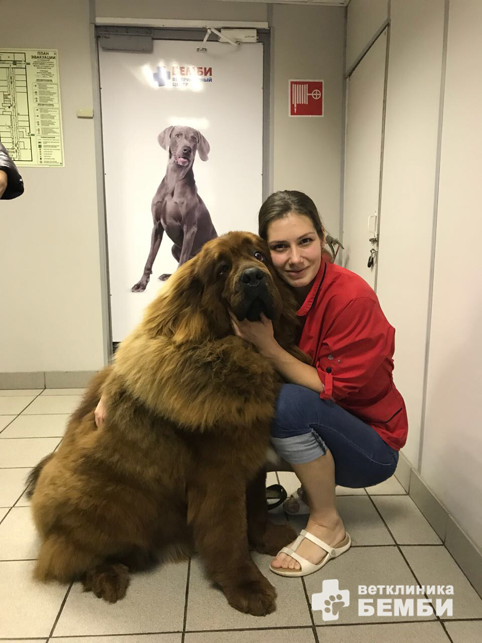 СПА салон для собак при ветеринарной клинике Бемби: результат работы мастере-грумера