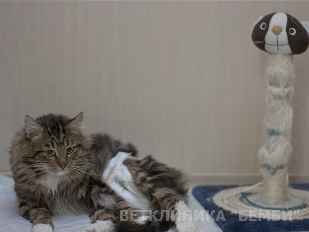 Стационар для животных: кошка после операции