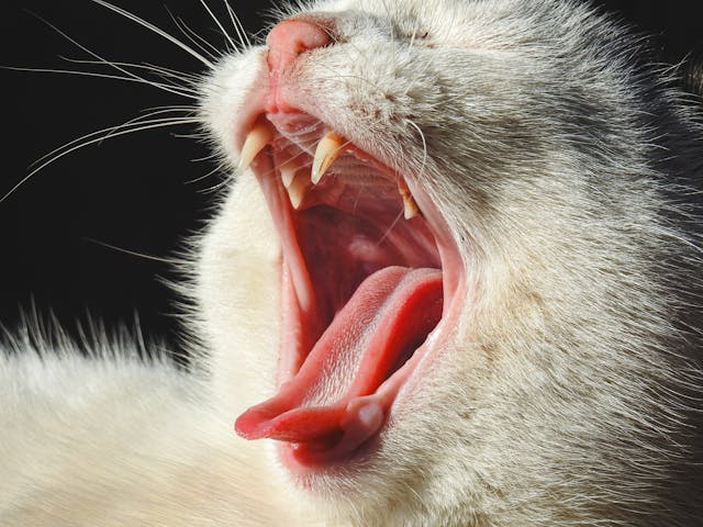 Ветеринар стоматолог – фото 1 Ветеринар стоматолог