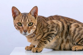 Стерилизация кошек без швов и попоны!