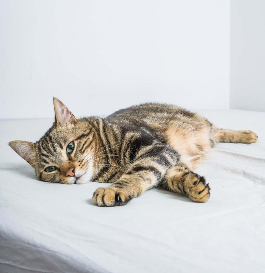 Насморк у собак