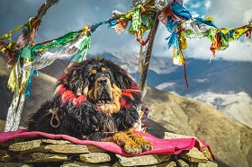 Тибетских мастифов будут тестировать на наличие гипофизарной карликовости