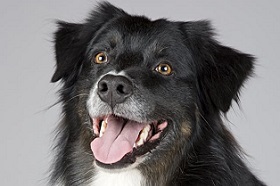 Ветеринары из Новосибирска запатентовали метод 3D-протезирования животных