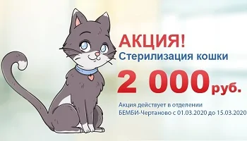 Акция на стерилизацию кошек!