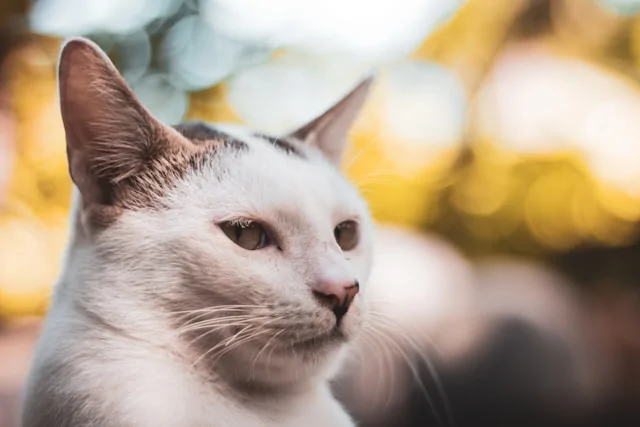 Кастрация кота
