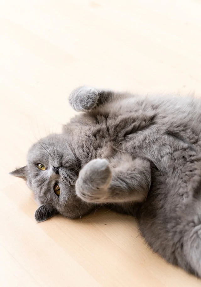 Кастрация кота